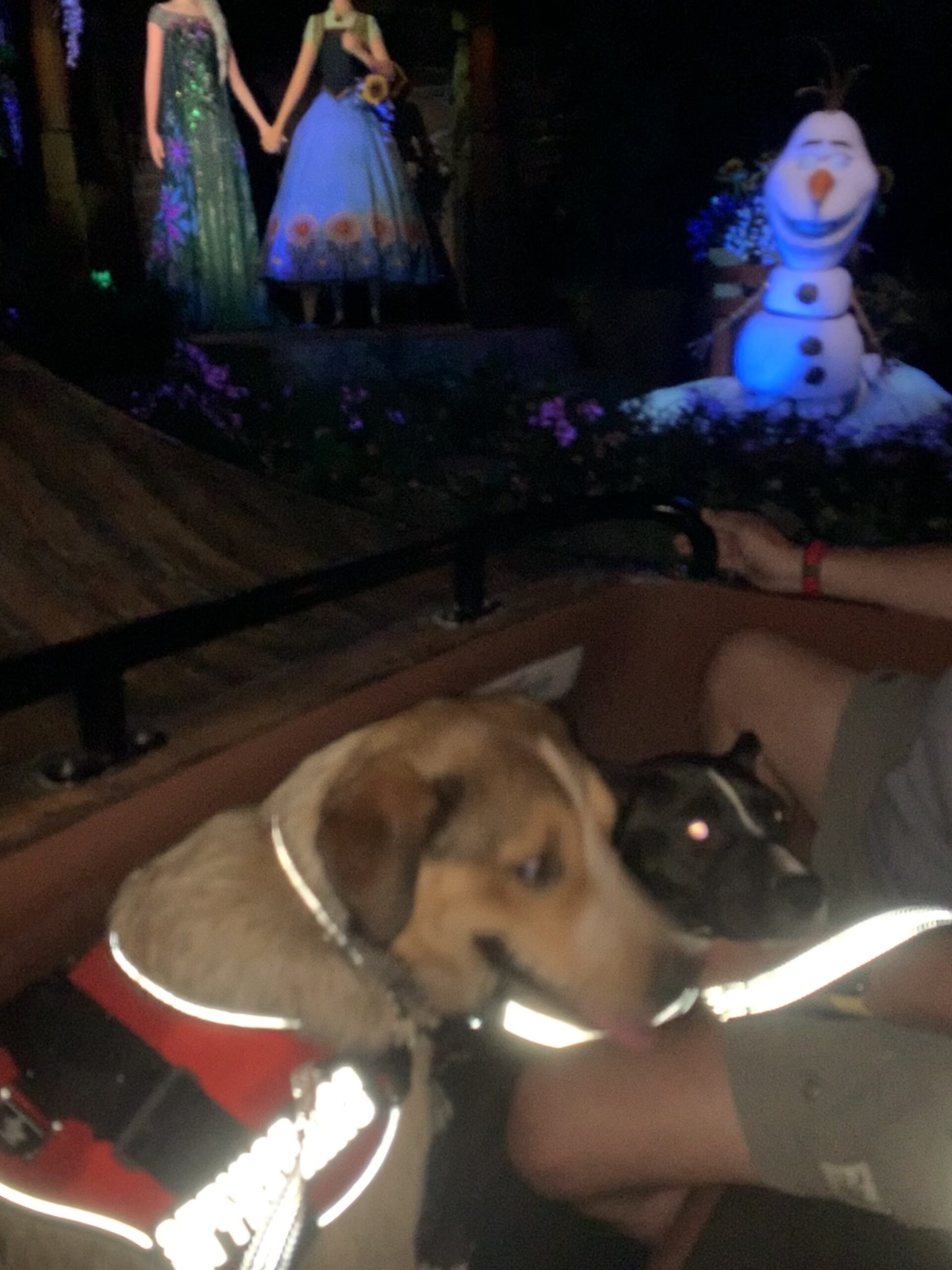 service dogs on Frozen Ever After