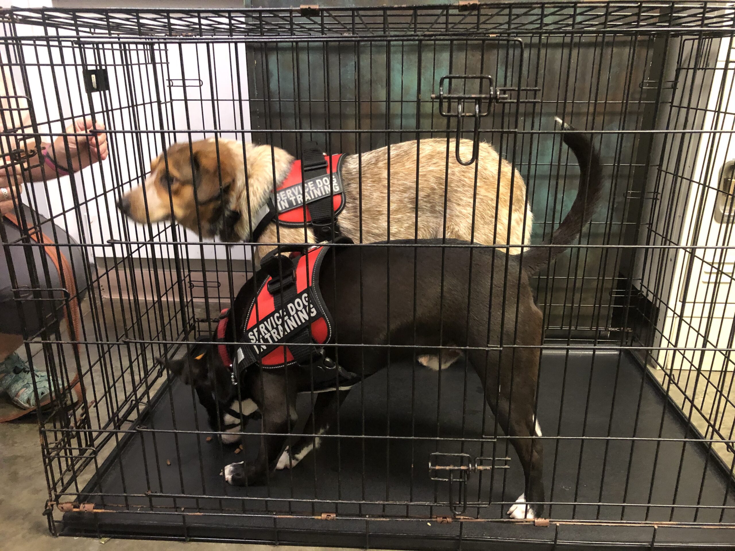 service dogs in crate at tower of terror