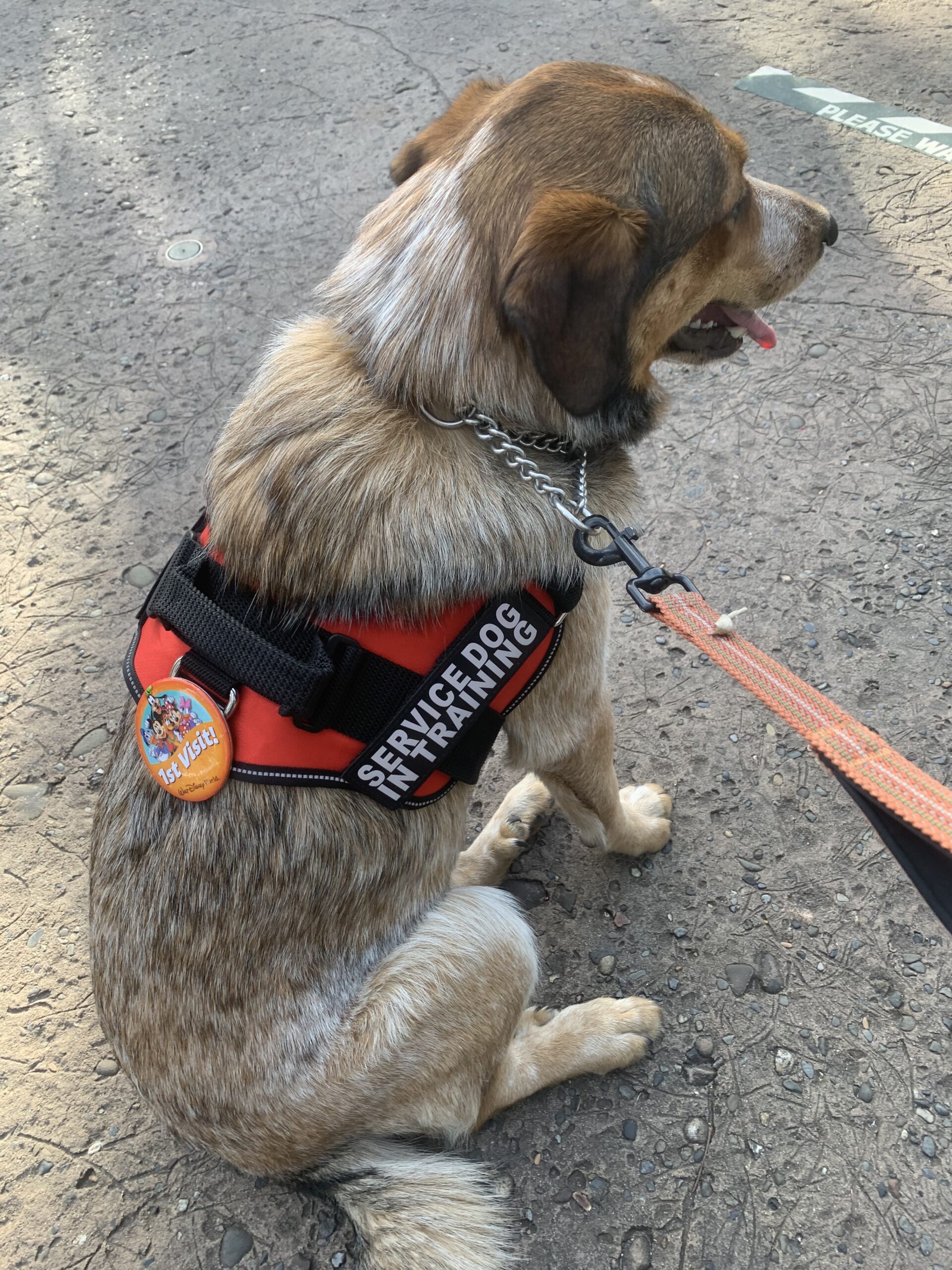 Pumpkin Service Dog in Training first visit