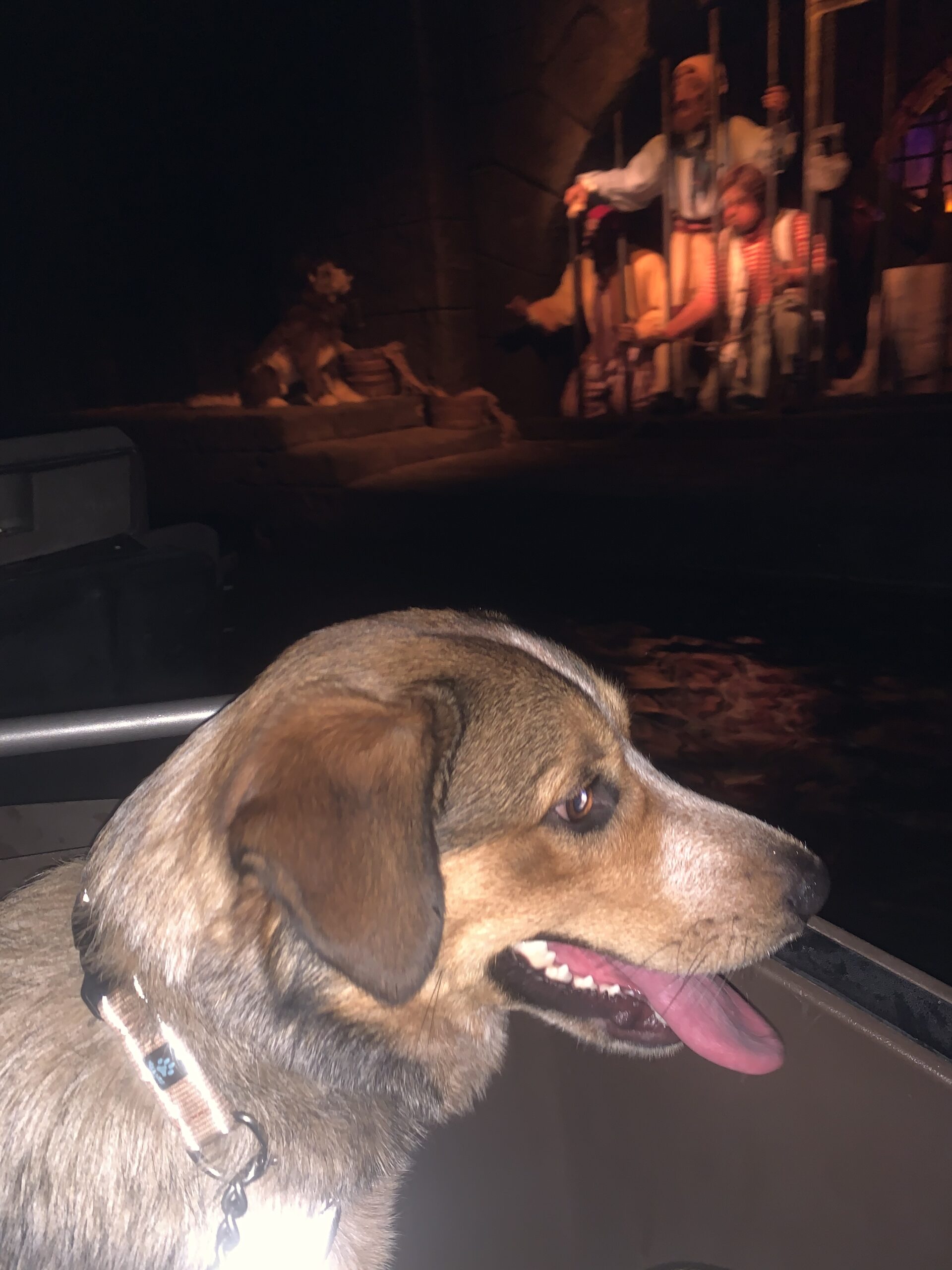 service dog in training pirates of the caribbean