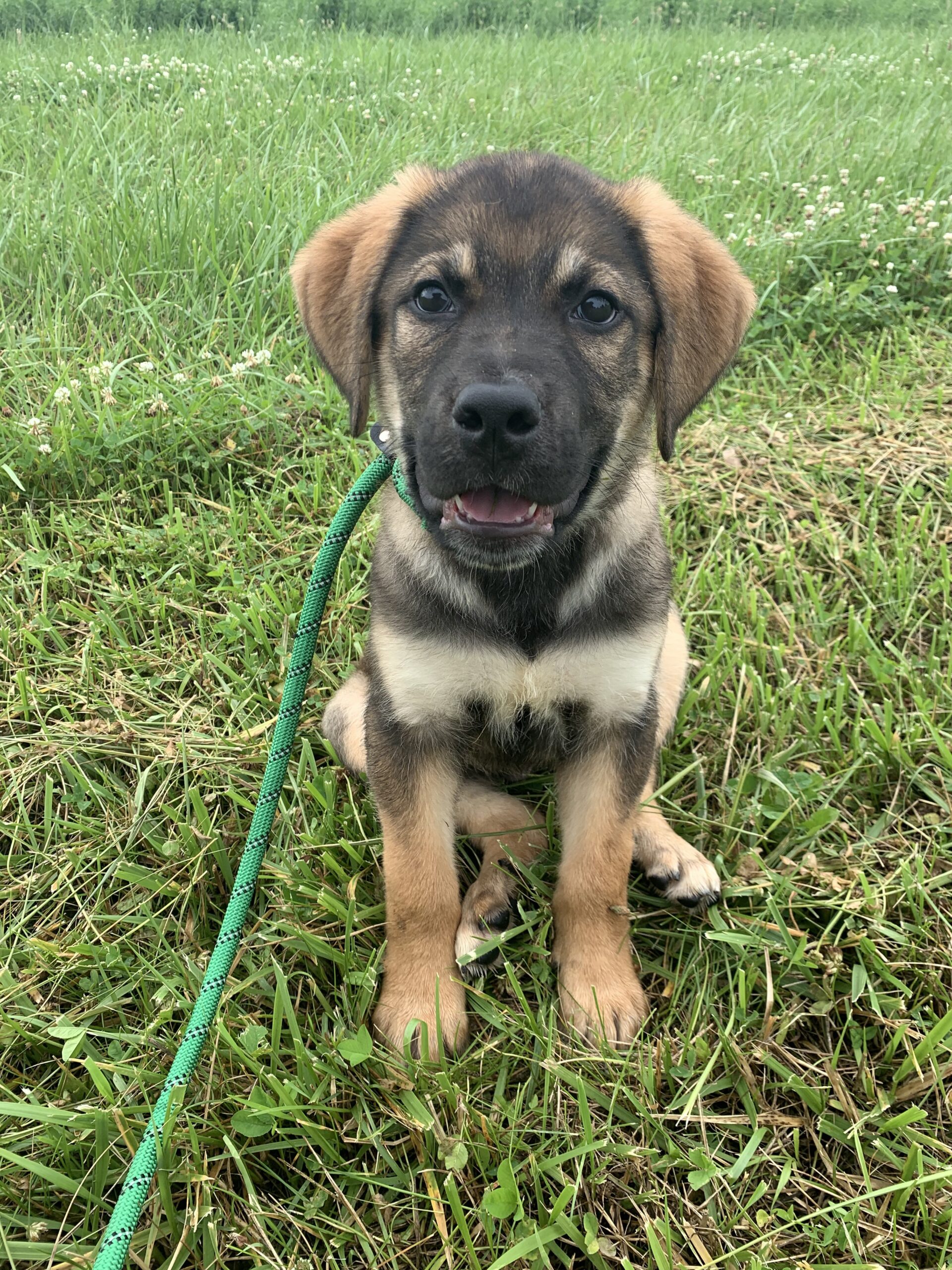 theo service dog in training