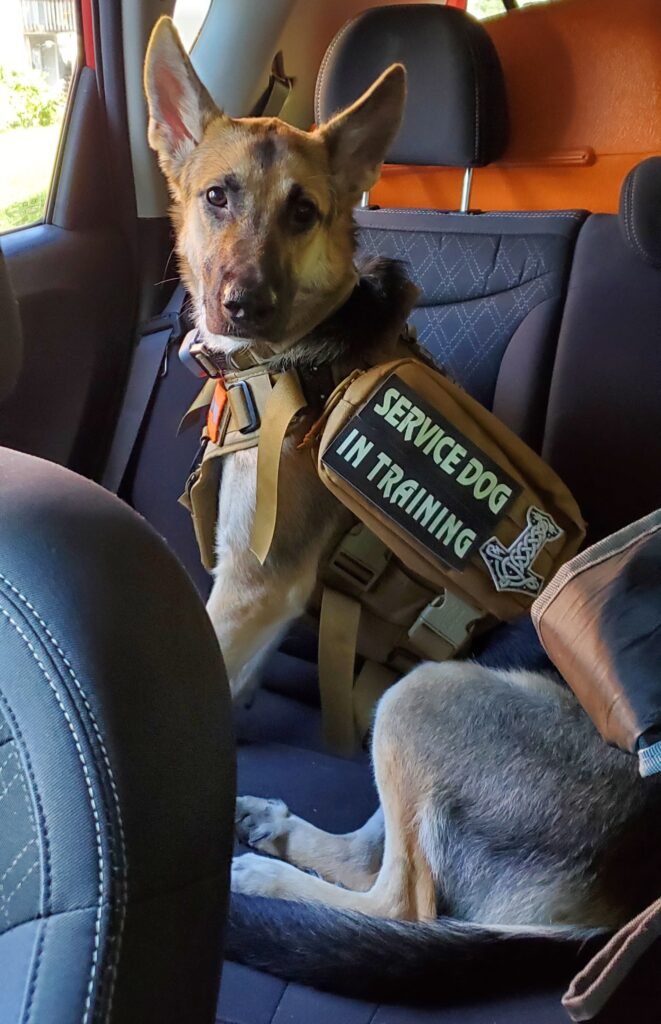 angrboda service dog in training