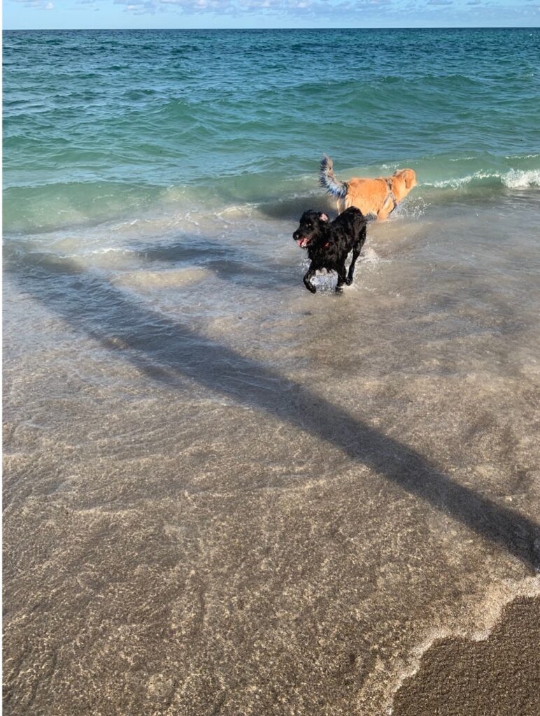 service dogs playing at beach