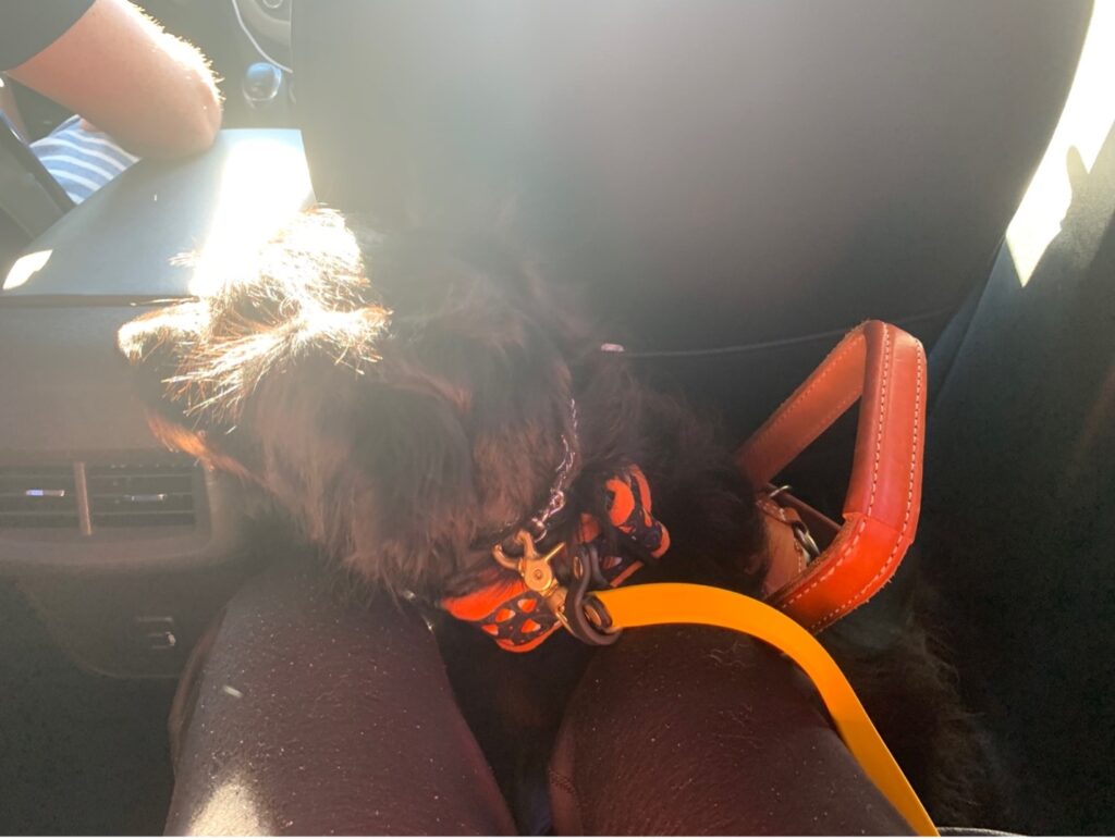 service dog riding in backseat of car