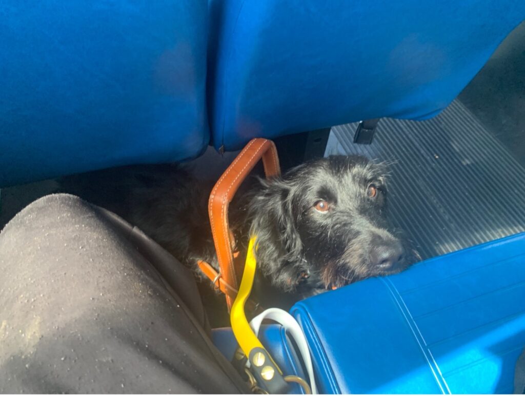 service dog at college riding school shuttle bus
