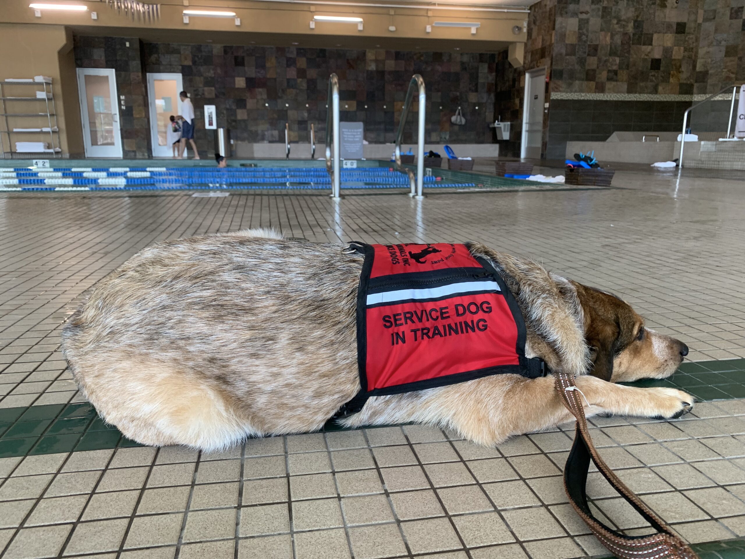 training a service dog at a pool head down