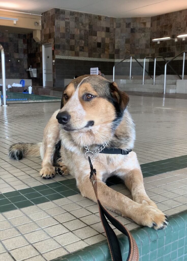 training a service dog at a pool front