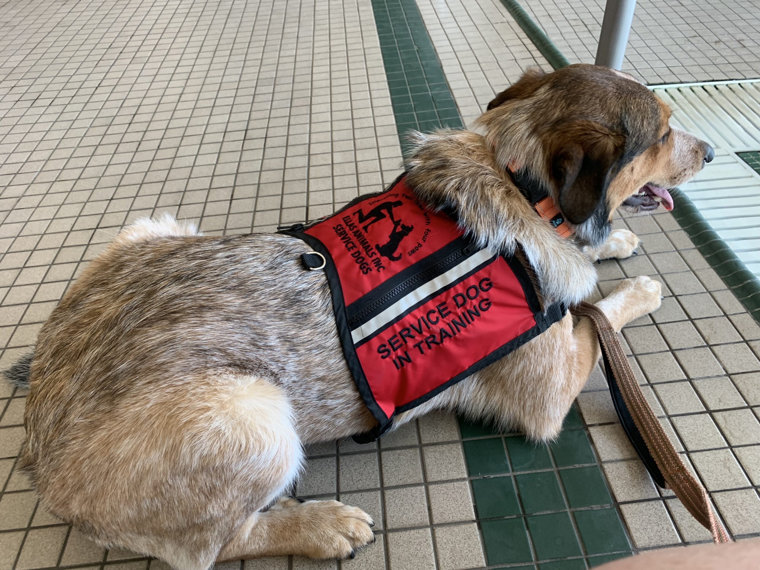 training a service dog at a pool head up vest