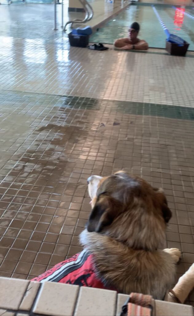 training a service dog at a pool hot tub
