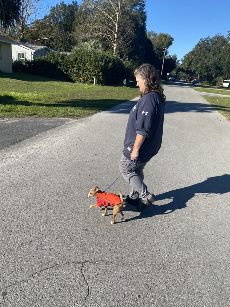 walking train a service dog