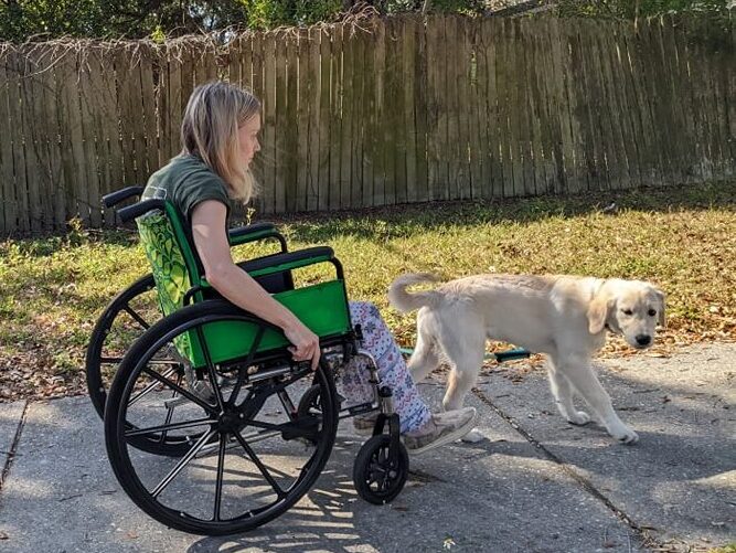 adapting service dog training wheelchair
