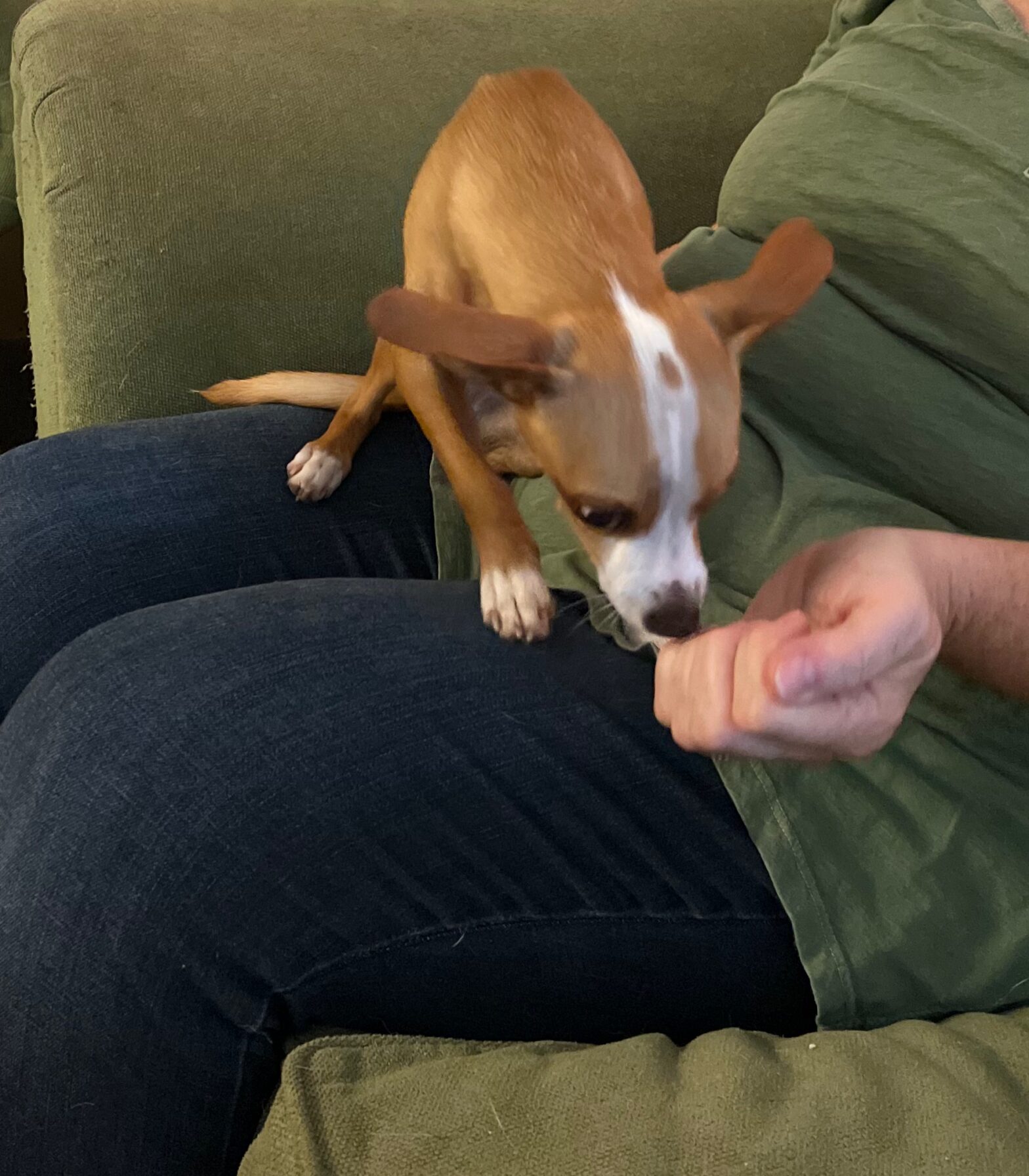 Autism Service Dog Tasks, Work, and Benefits ELLAS Animals INC