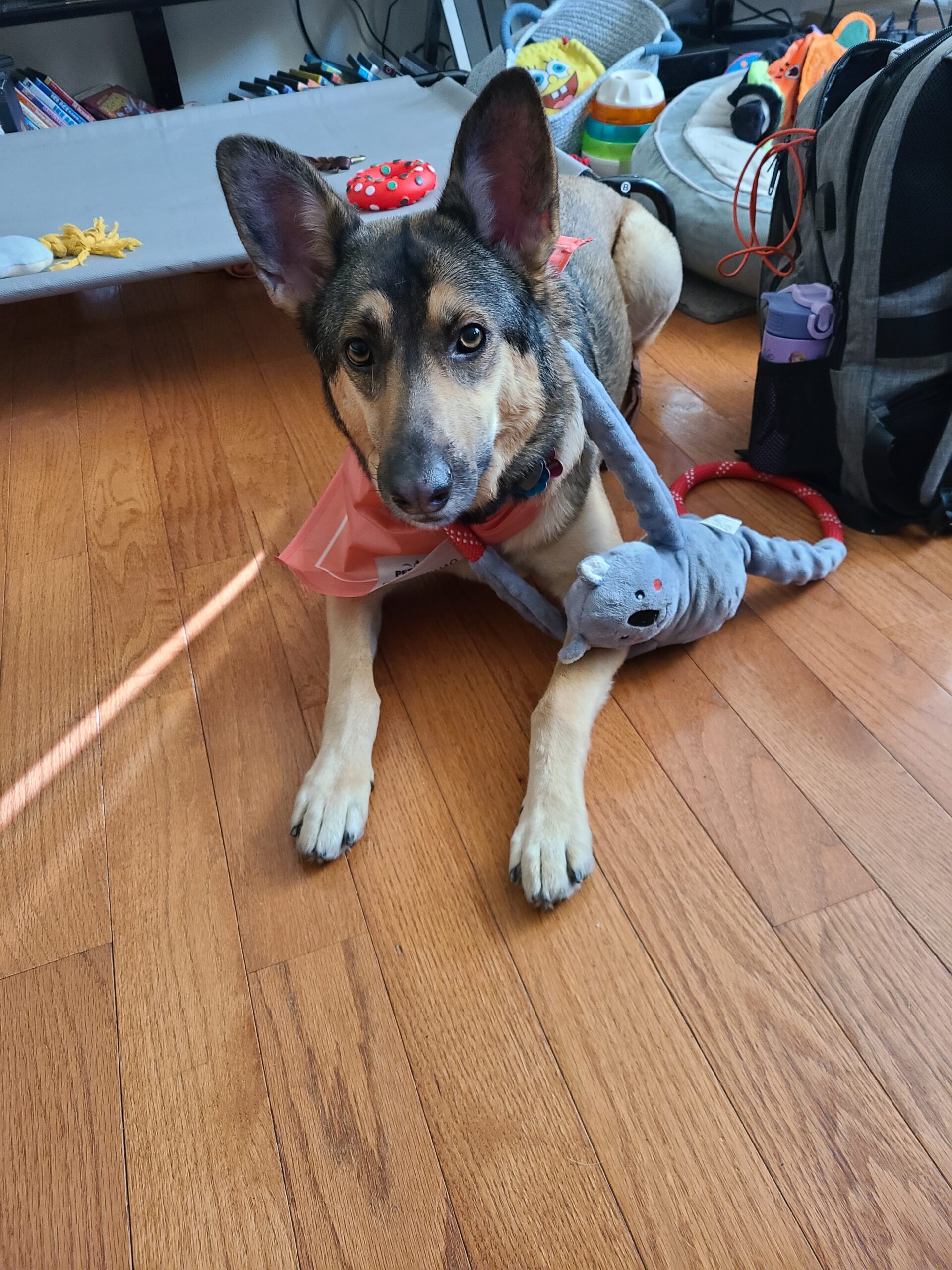 tilly service dog in training