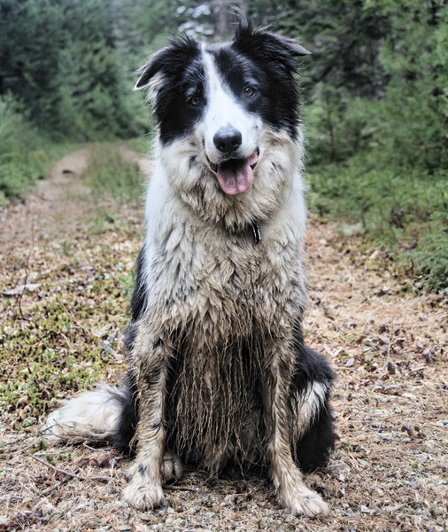 exploring adolescent fear periods in dogs