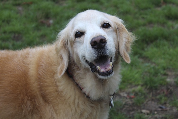 happy dog after adolescent fear period in dogs
