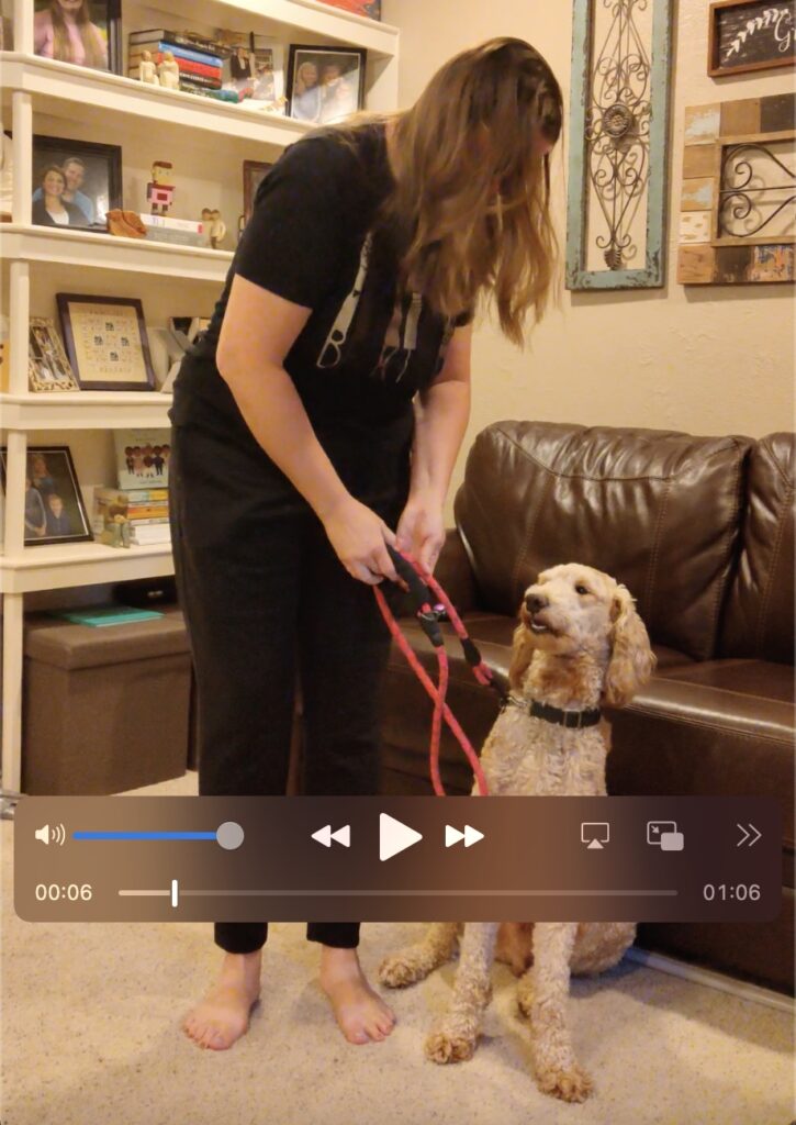 video owner training service dog