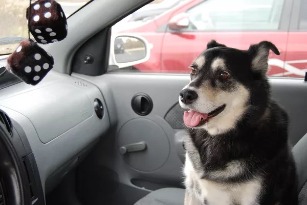 motion sickness in dogs