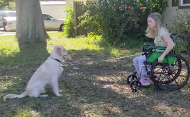 training a service dog from a wheelchair