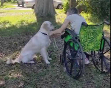 regain control of the leash while training a service dog from a wheelchair
