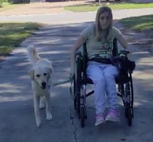 heel while training a service dog from a wheelchair