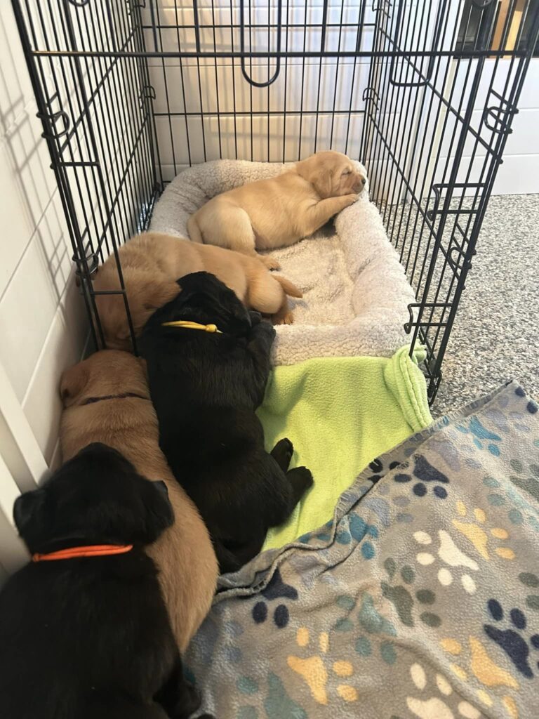 intentional puppy socialization system
