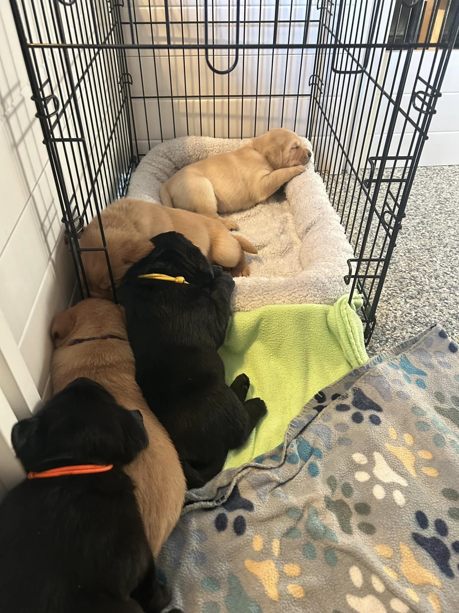 Intentional Puppy Socialization System Begins with Breeder - ELLAS ... - Crate Sets With Socialization Tips For Puppies