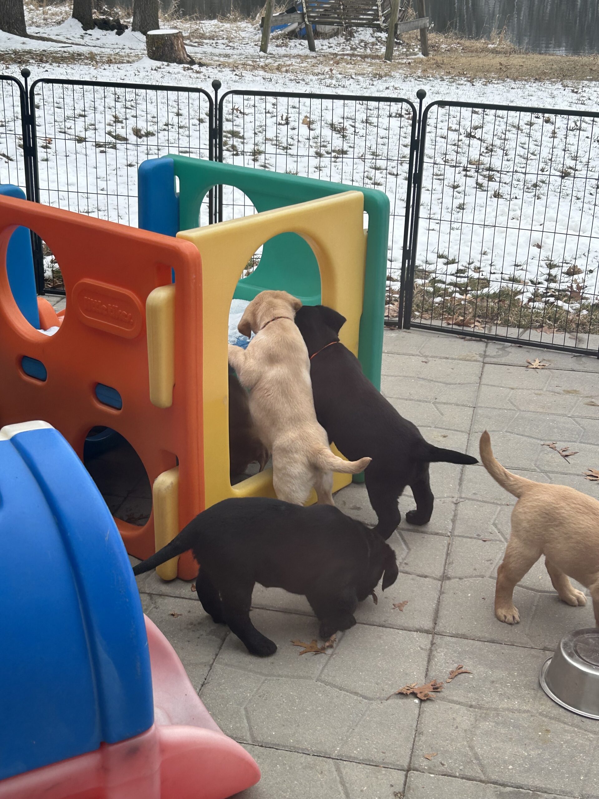 outside intentional puppy socialization system