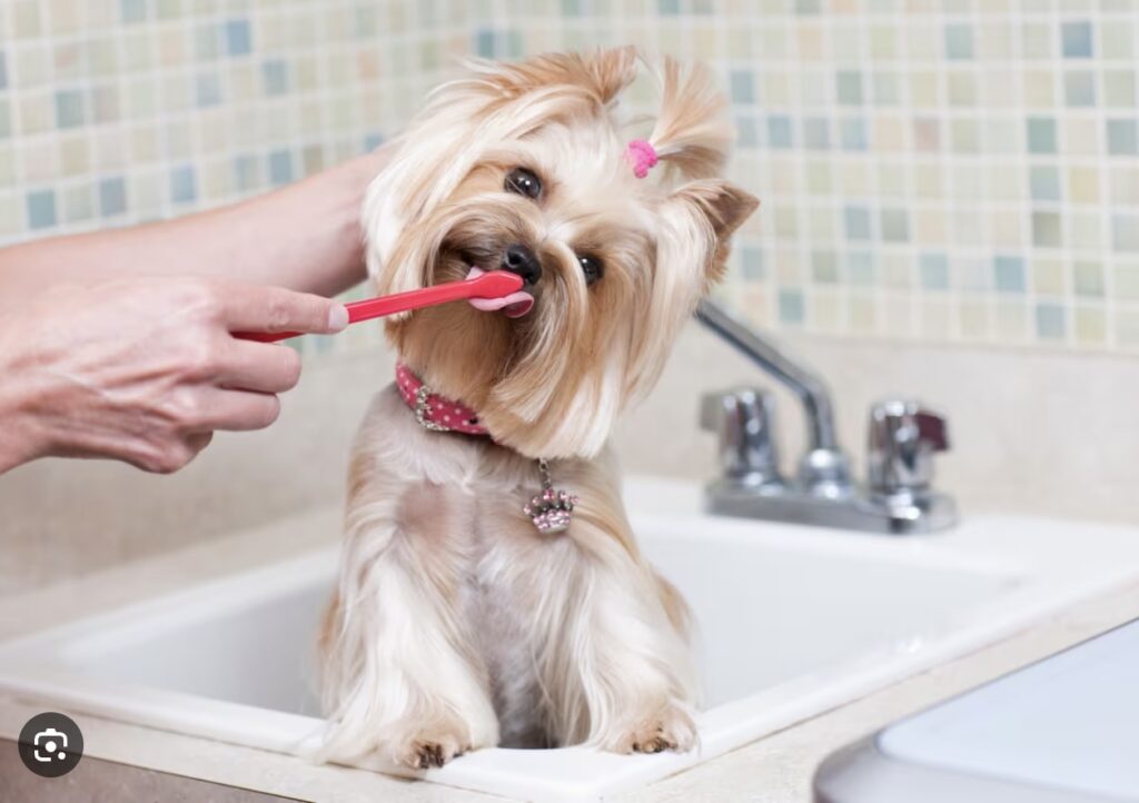 make dog grooming a positive experience