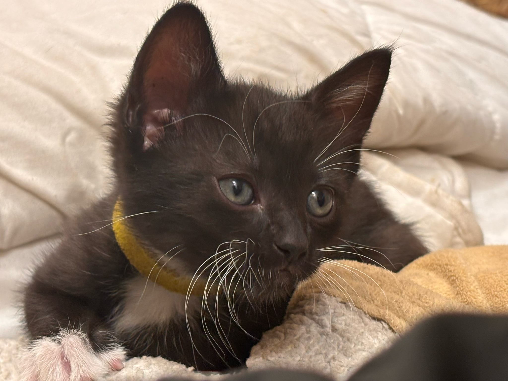 gold foster kittens