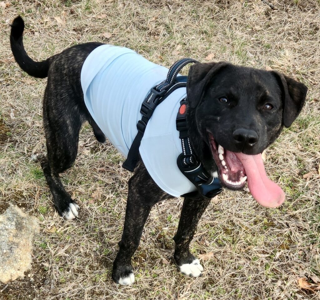 riker service dog in training