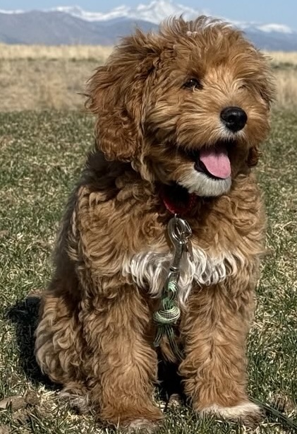 ruby service dog in training