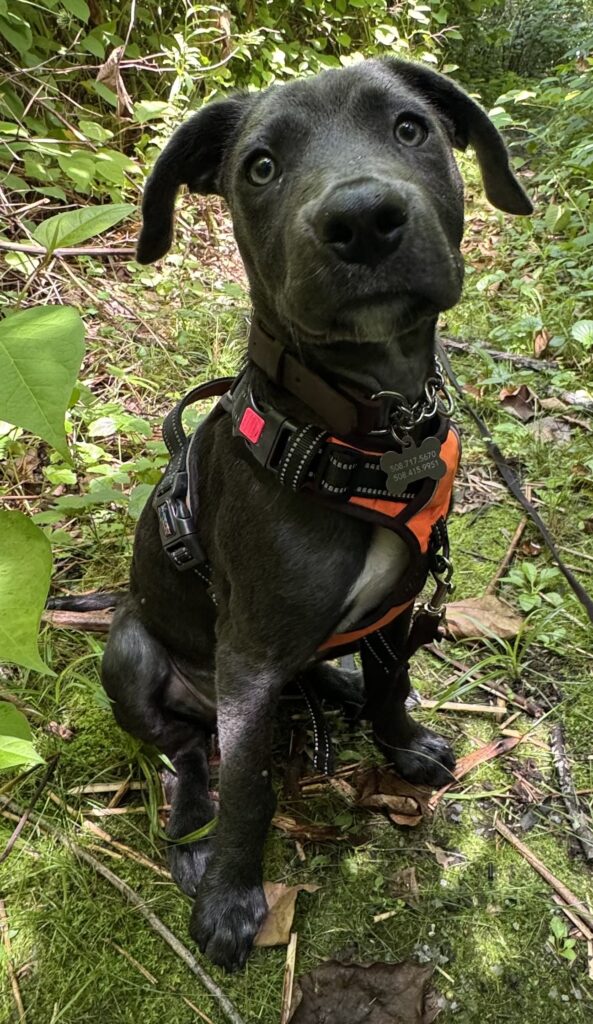 nova service dog in training