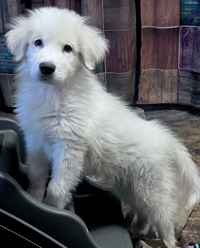 Caduceus service dog in training