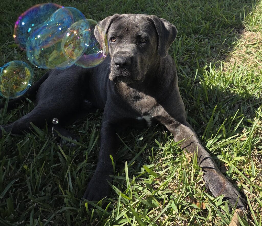 Apollo service dog in training