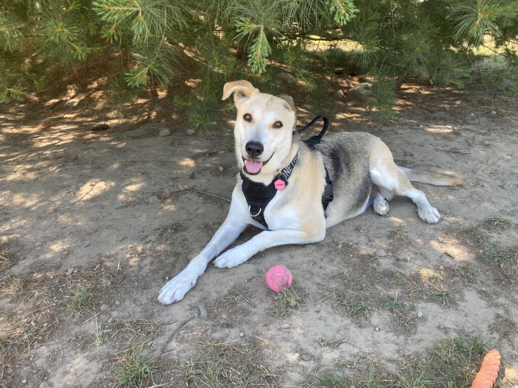 Clover Service Dog in Training